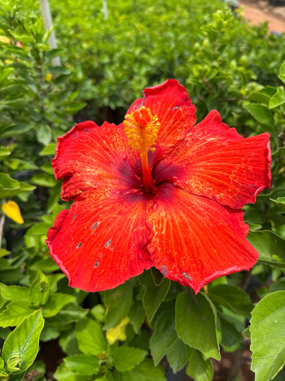 Hibiscus Hybrid Combo of 3(Any 3 Colors)- Hybrid Chembarathi Combo Offer