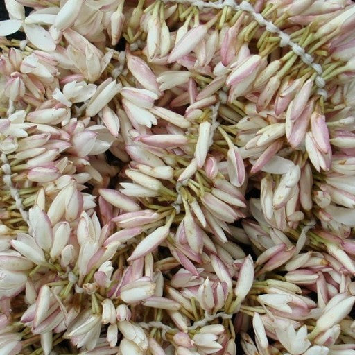 Pichi -Pichakam-Jaathi Malli-Spanish Jasmine Flowering Plant