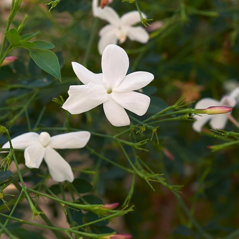 Pichi -Pichakam-Jaathi Malli-Spanish Jasmine Flowering Plant