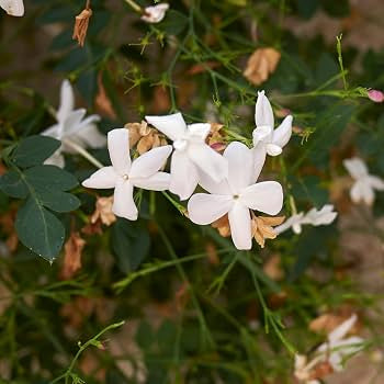 Pichi -Pichakam-Jaathi Malli-Spanish Jasmine Flowering Plant