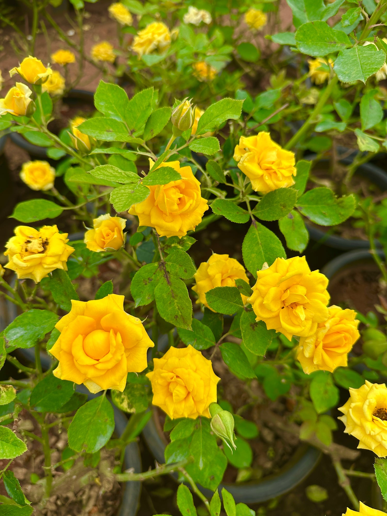 Rose Yellow-Grafted rose-Dark yellow medium size flower