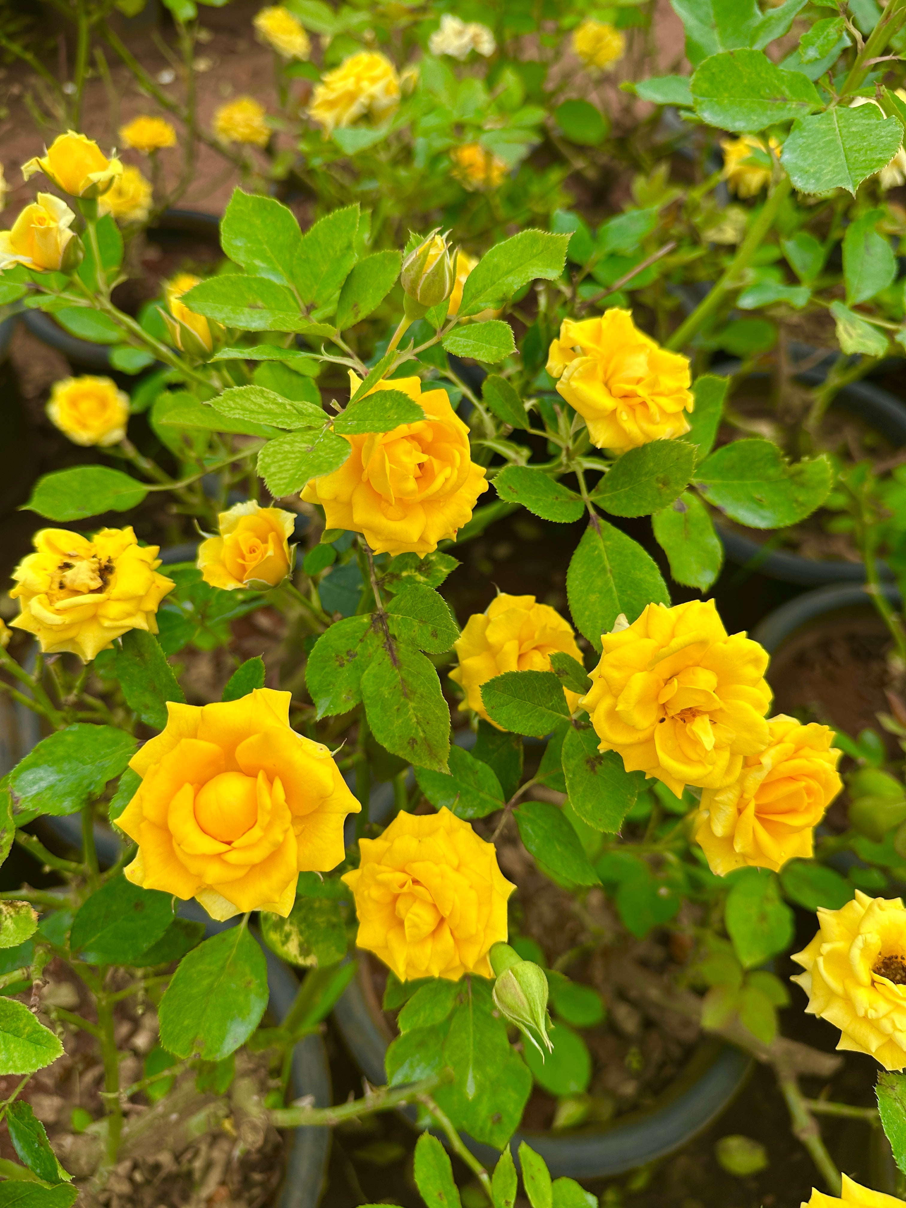 Rose Yellow-Grafted rose-Dark yellow medium size flower