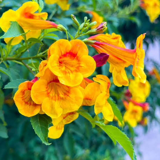 Tecoma Combo of 4 Different Colors