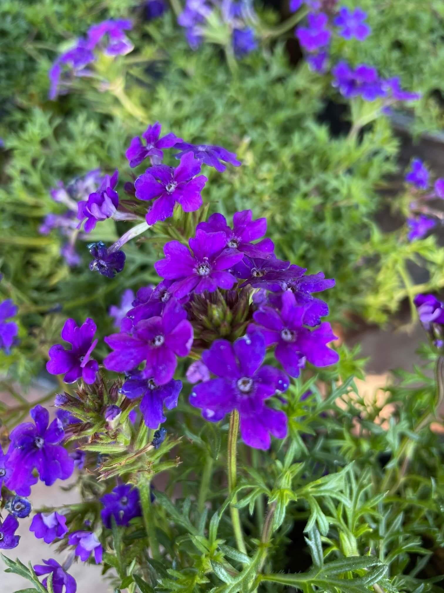 Verbena Violet Flowering Plant-