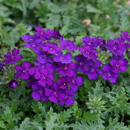 Verbena Violet Flowering Plant-