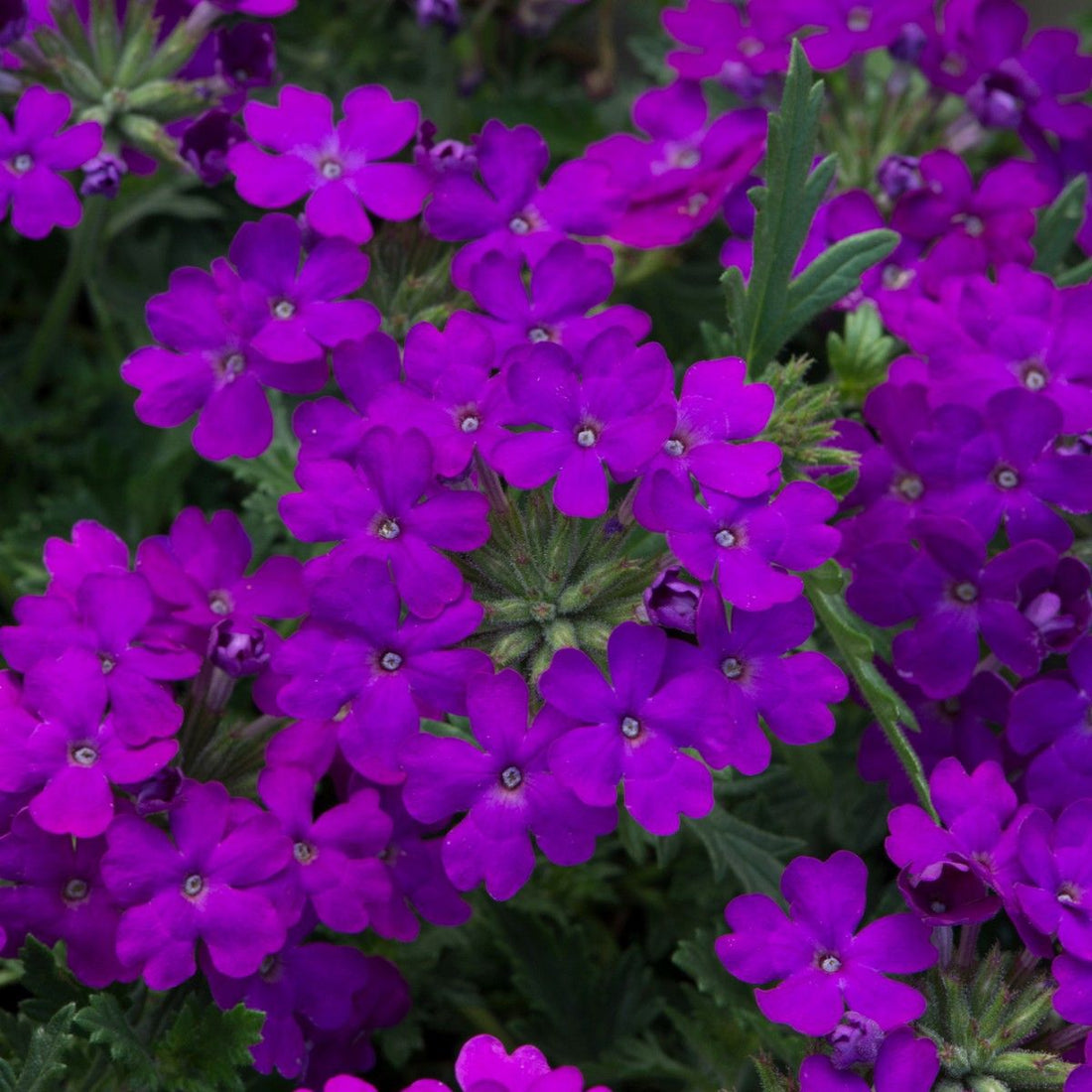 Verbena Violet Flowering Plant-