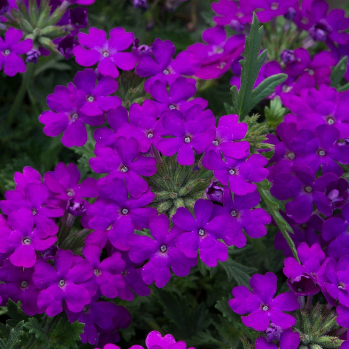 Verbena Violet Flowering Plant-