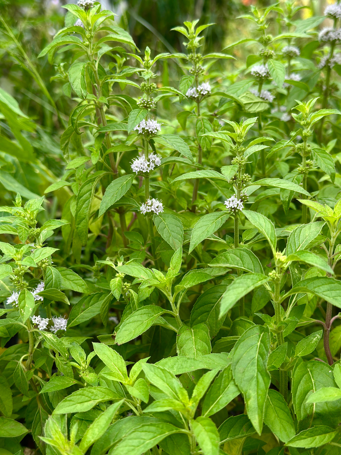Vicks Tulsi- Mint tulsi- vicks thulasi- mint thulasi medicinal plant