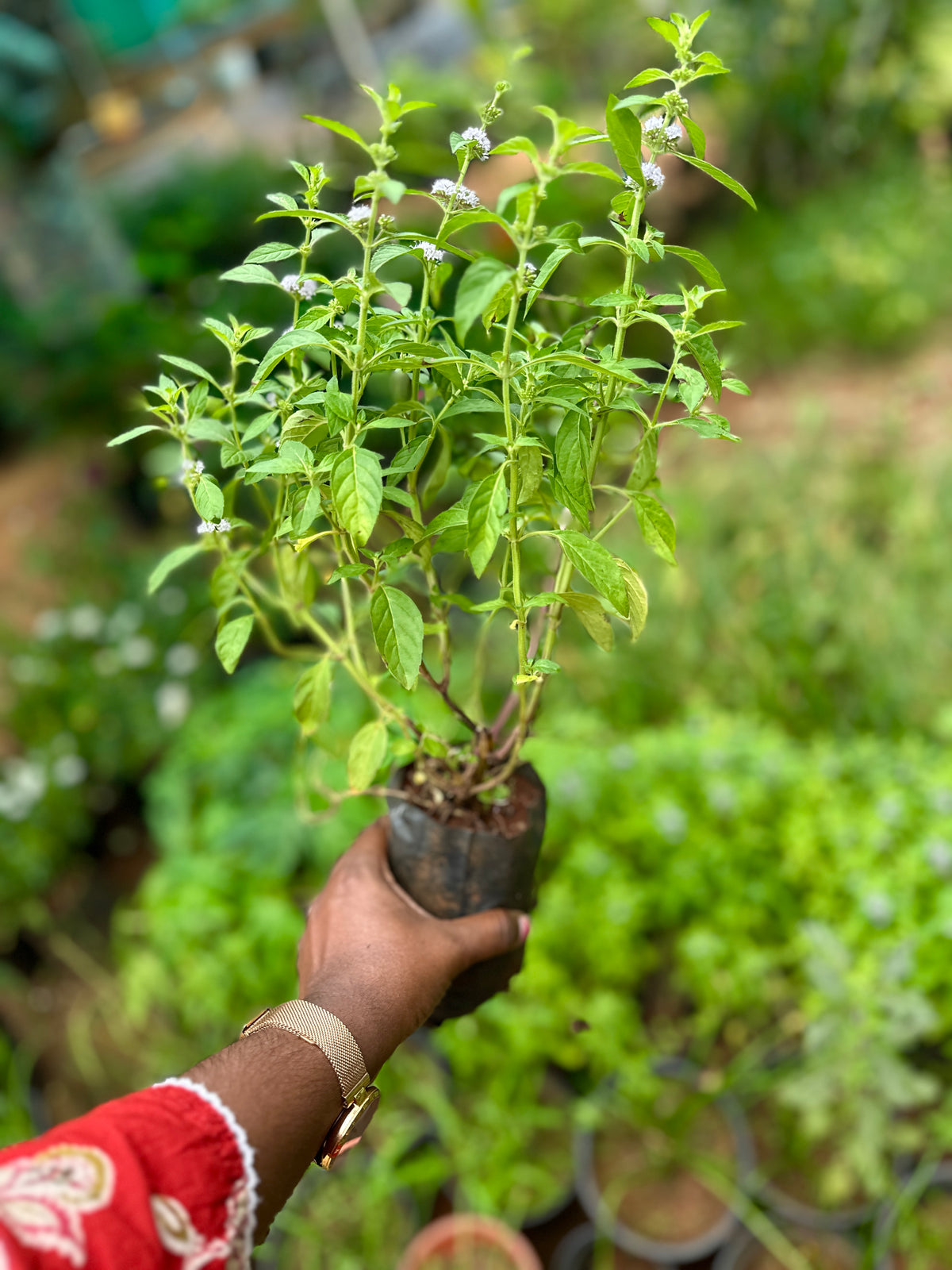 Vicks Tulsi- Mint tulsi- vicks thulasi- mint thulasi medicinal plant