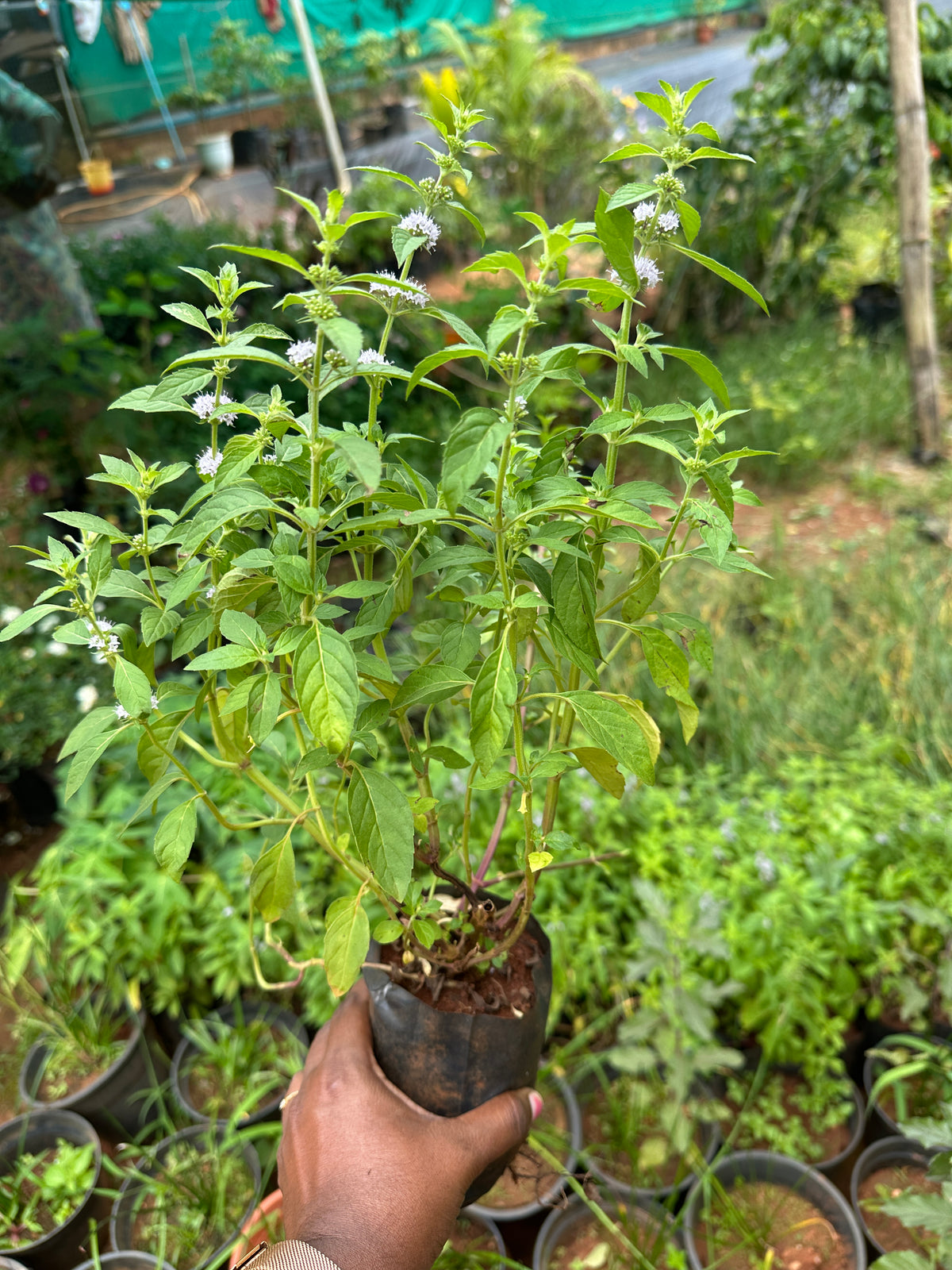 Vicks Tulsi- Mint tulsi- vicks thulasi- mint thulasi medicinal plant