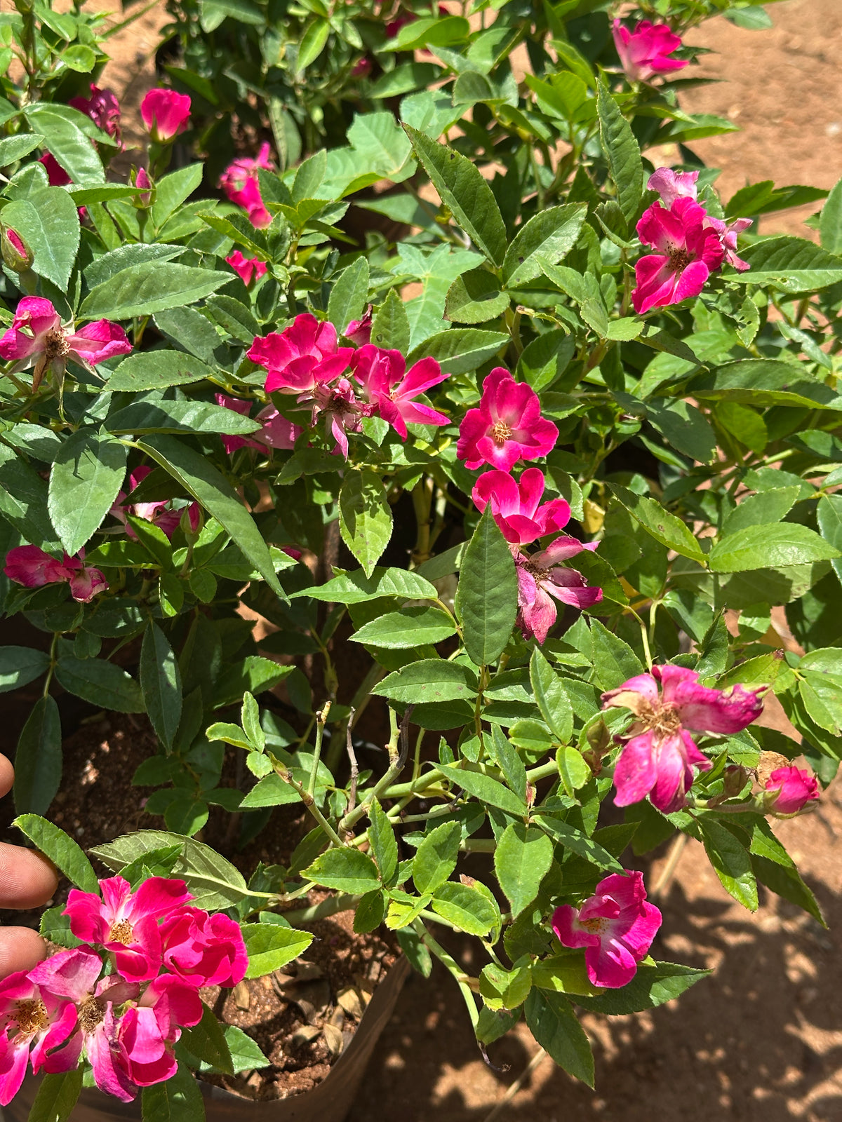 Butterfly Button Rose Ownrooted Nadan Rose