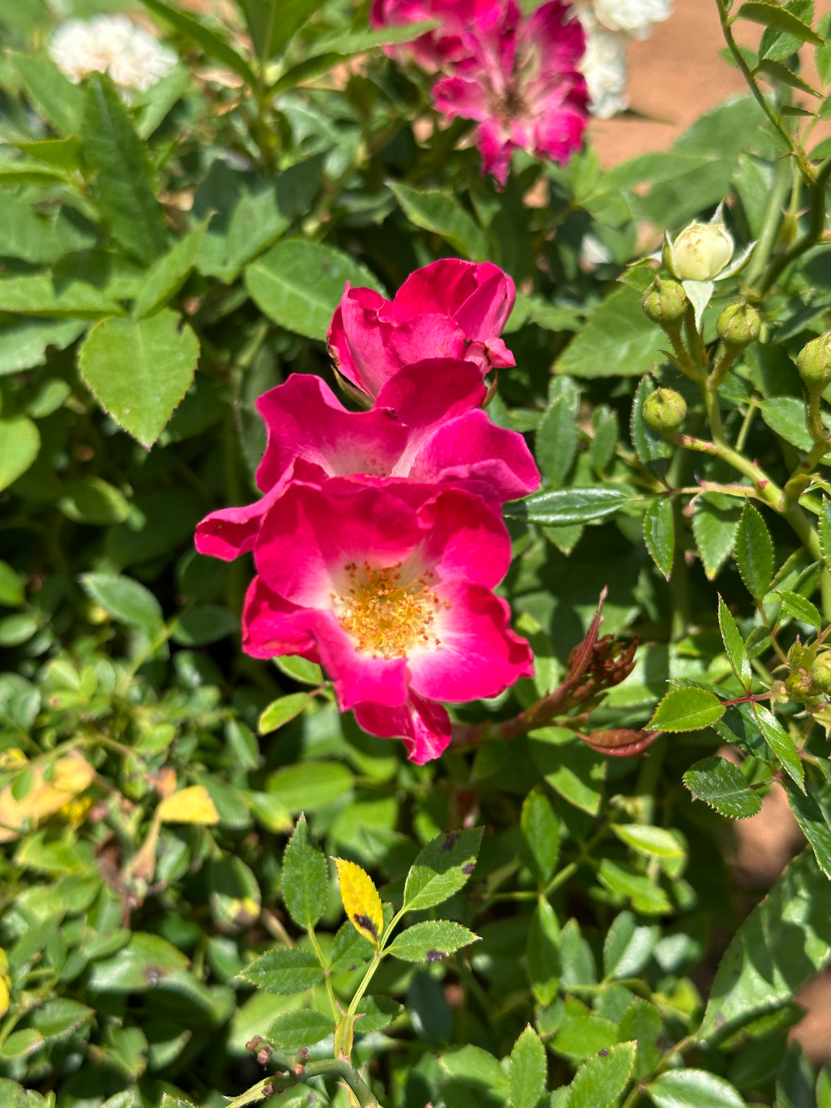 Butterfly Button Rose Ownrooted Nadan Rose
