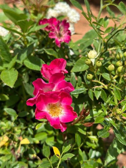 Butterfly Button Rose Ownrooted Nadan Rose
