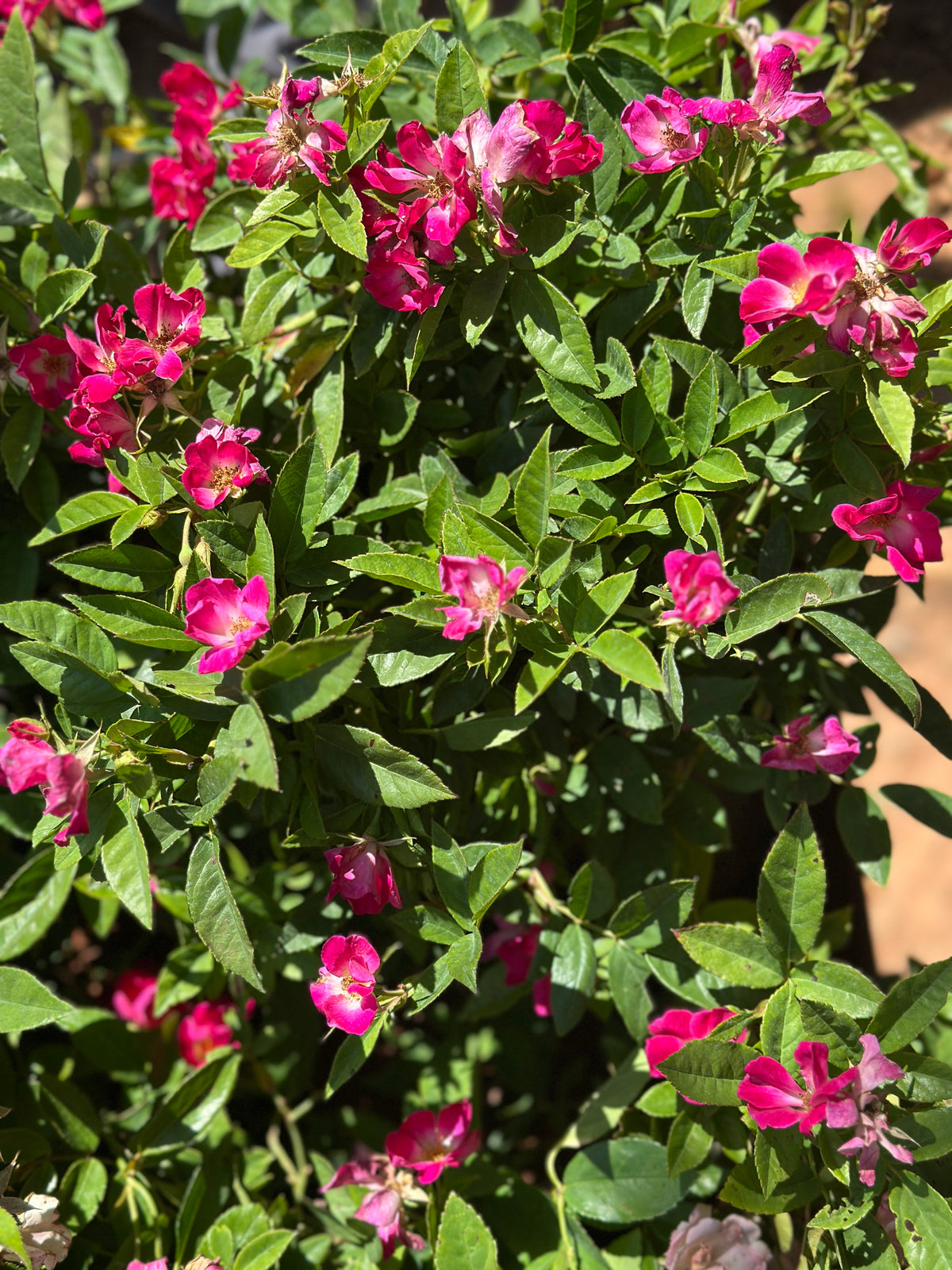 Butterfly Button Rose Ownrooted Nadan Rose