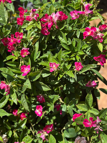 Butterfly Button Rose Ownrooted Nadan Rose