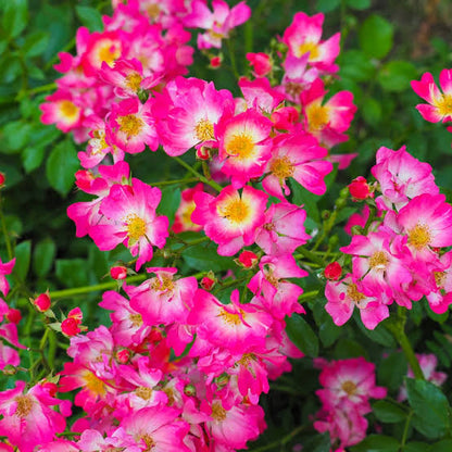 Butterfly Button Rose Ownrooted Nadan Rose