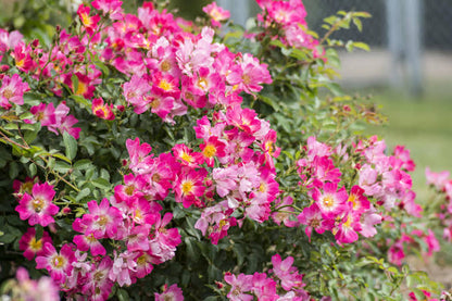 Butterfly Button Rose Ownrooted Nadan Rose