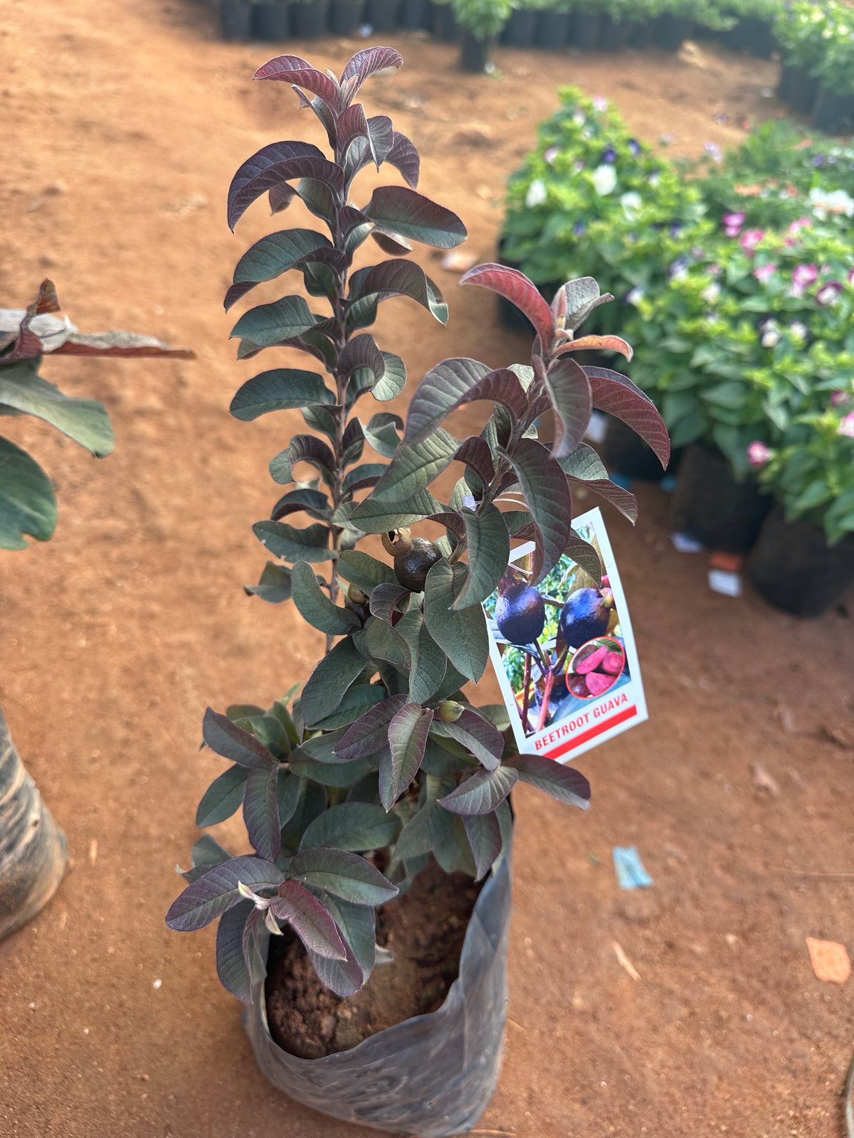 Purple Guava Miniature- Beetroot Guava- Violet guava - purple pera