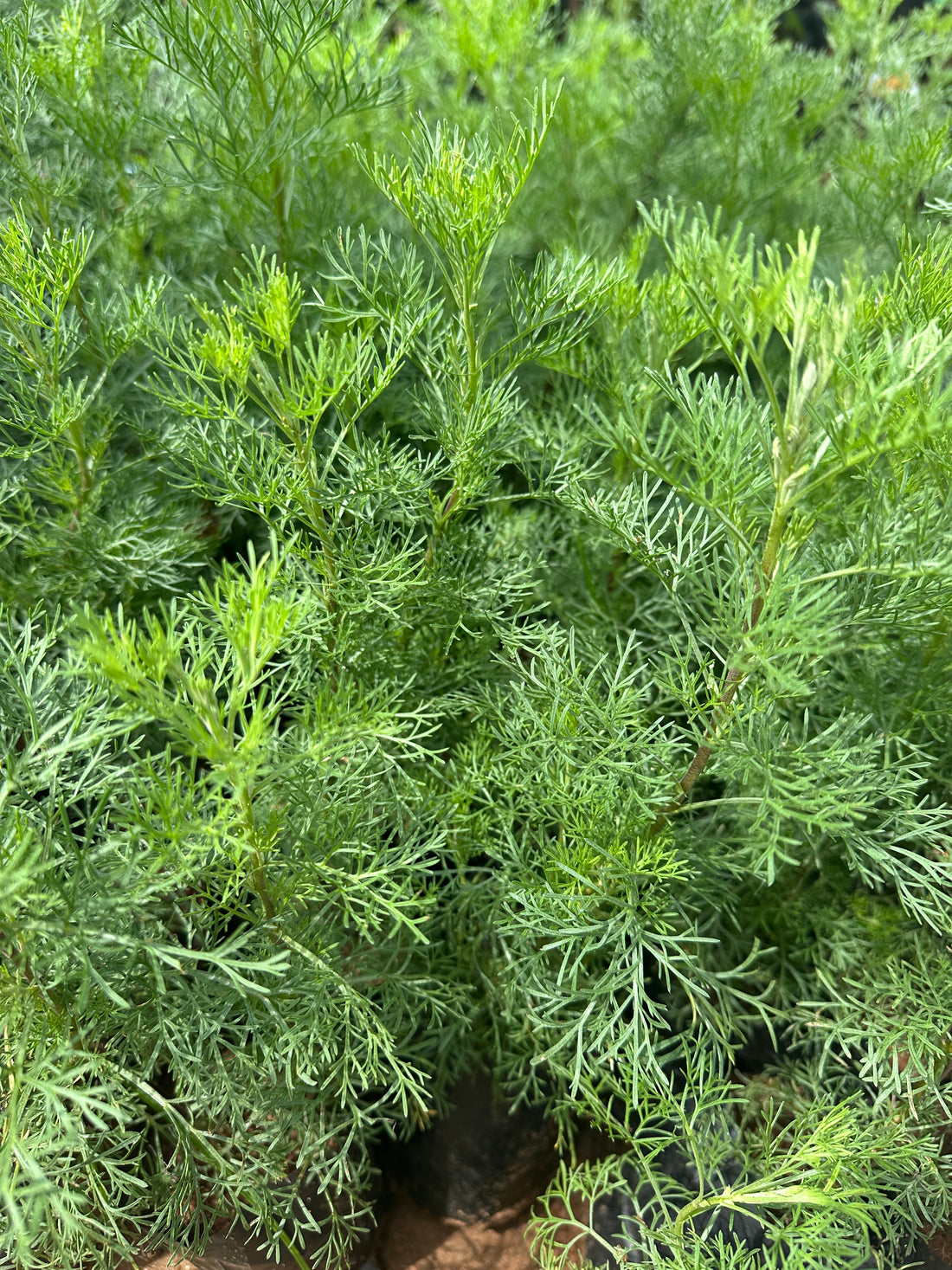 Kolunthu- Marikolunth- Davana - Artemisia pallens
