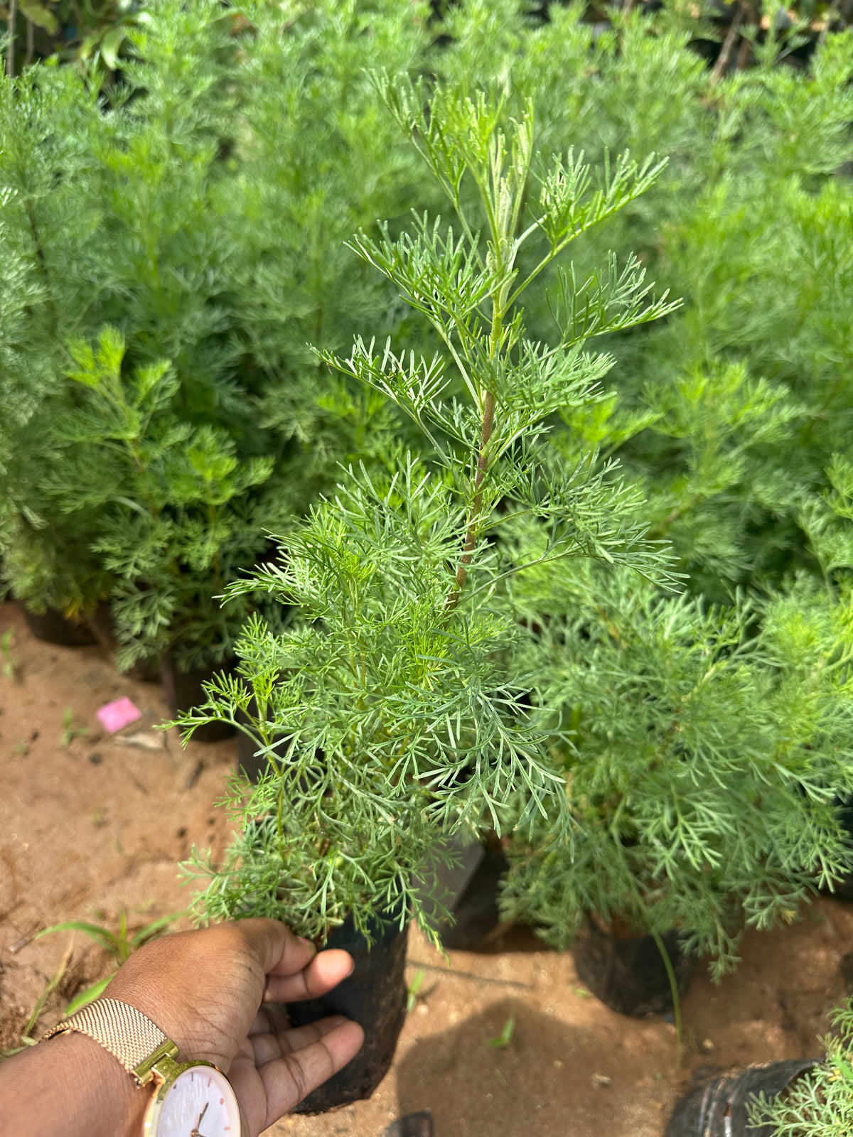 Kolunthu- Marikolunth- Davana - Artemisia pallens