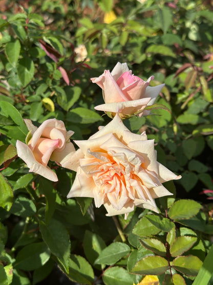 7 Days Rose- Seven Days Rose Ownrooted Nadan Rose