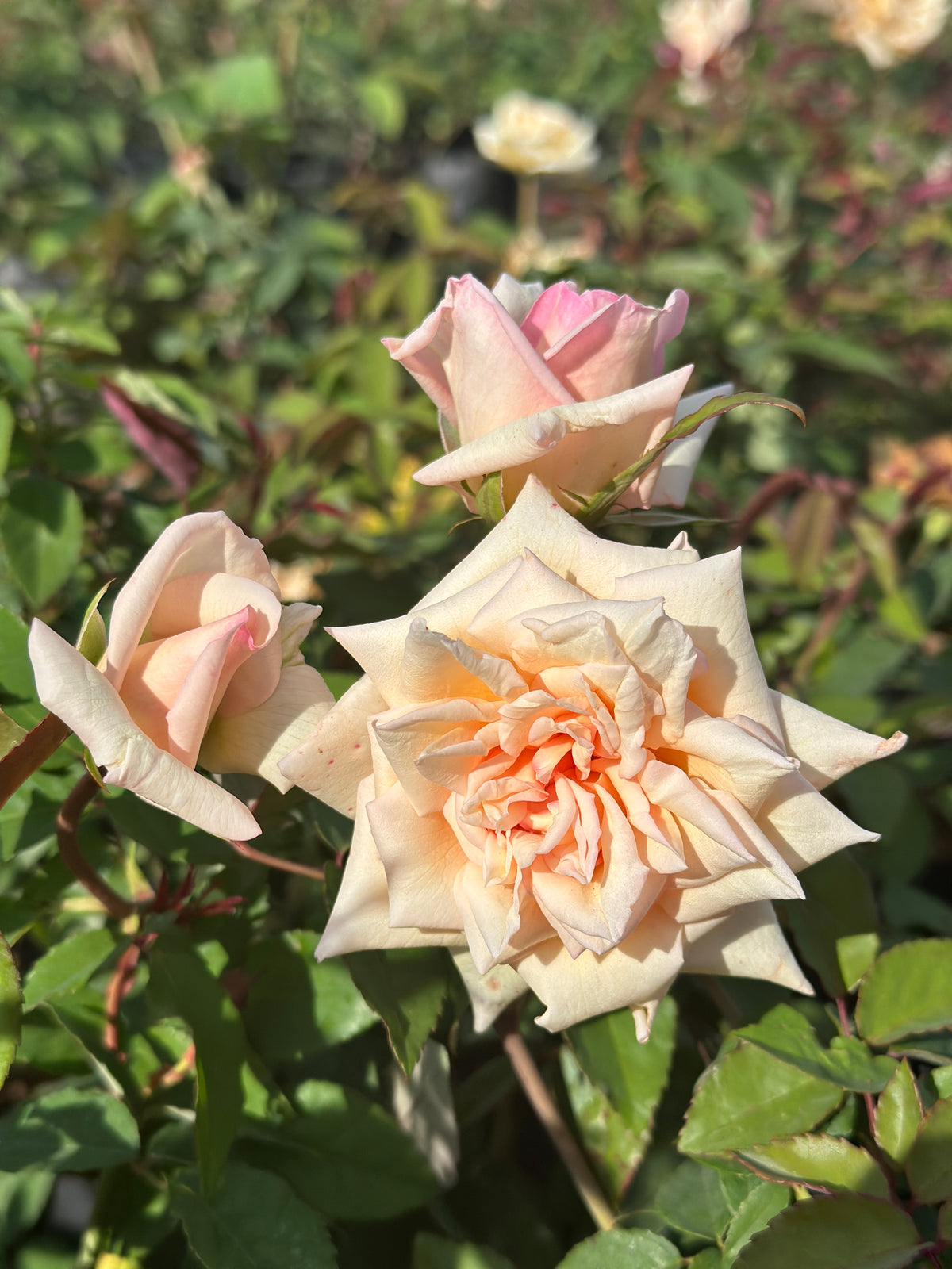7 Days Rose- Seven Days Rose Ownrooted Nadan Rose