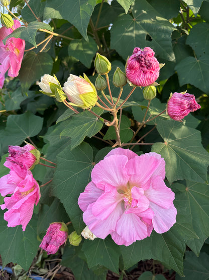 Changing Rose-Magic Rose -China Rose-Cotton Rose- Hibiscus mutabilis-Rosemallow- Confederate Rose Live plant