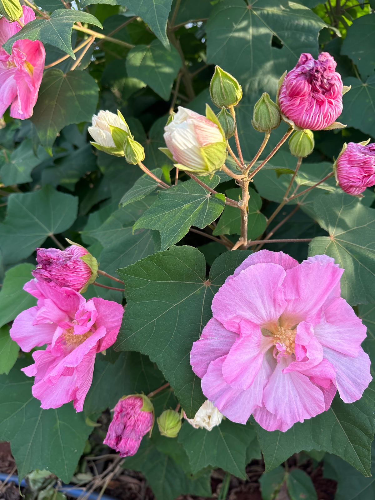 Changing Rose-Magic Rose -China Rose-Cotton Rose- Hibiscus mutabilis-Rosemallow- Confederate Rose Live plant