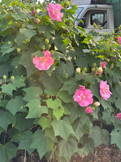 Changing Rose-Magic Rose -China Rose-Cotton Rose- Hibiscus mutabilis-Rosemallow- Confederate Rose Live plant