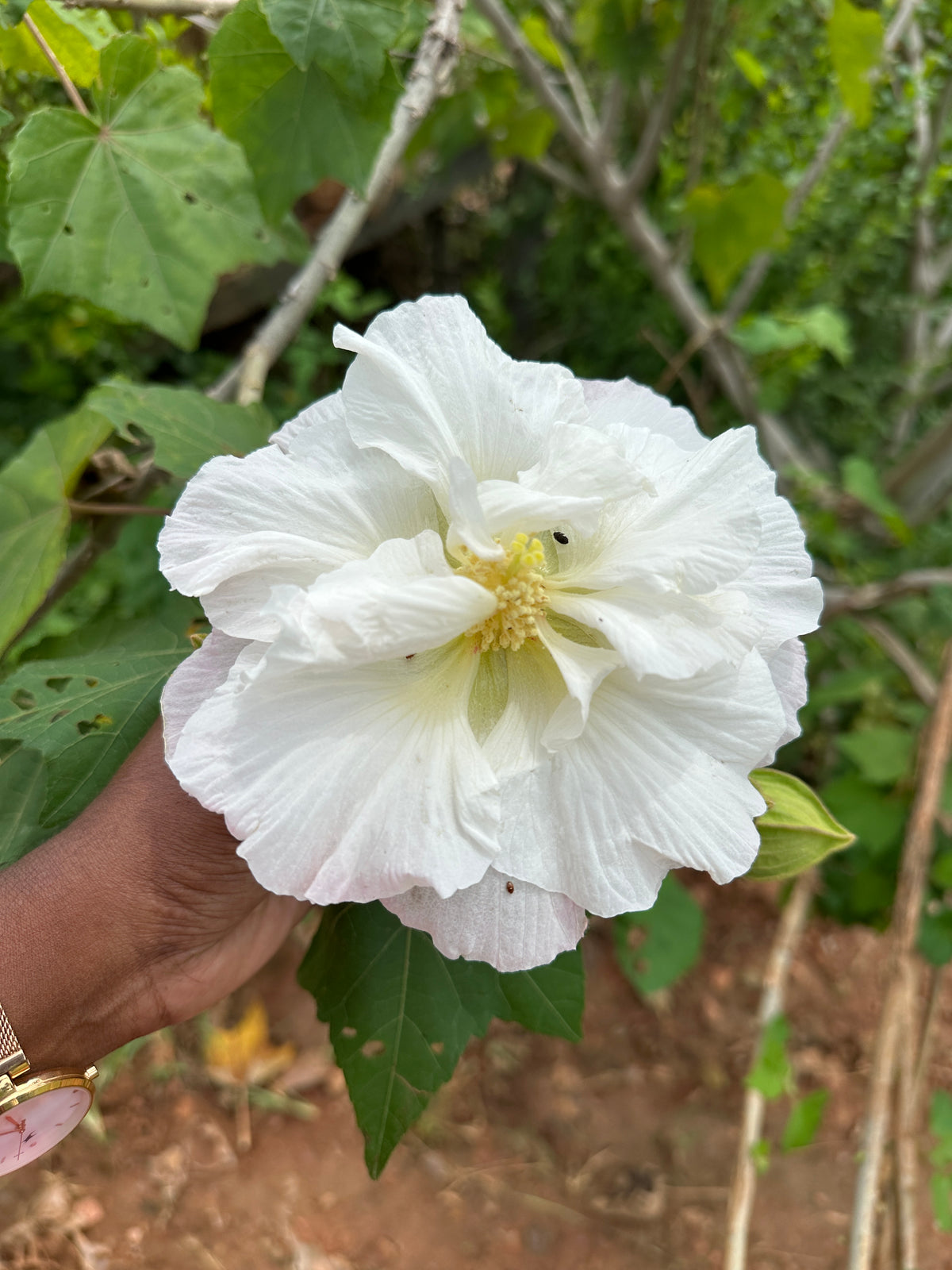 Changing Rose-Magic Rose -China Rose-Cotton Rose- Hibiscus mutabilis-Rosemallow- Confederate Rose Live plant