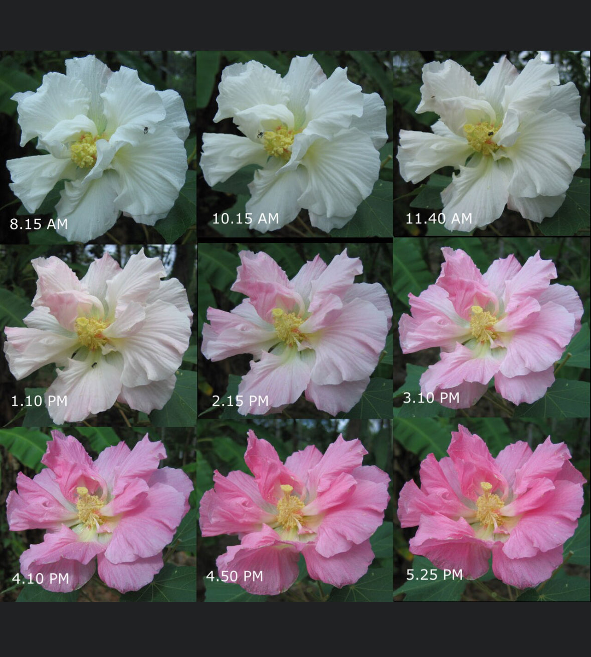 Changing Rose-Magic Rose -China Rose-Cotton Rose- Hibiscus mutabilis-Rosemallow- Confederate Rose Live plant