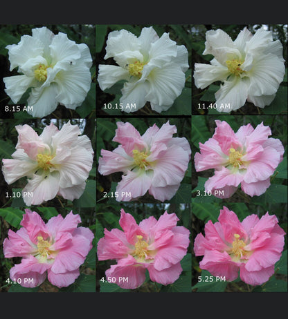Changing Rose-Magic Rose -China Rose-Cotton Rose- Hibiscus mutabilis-Rosemallow- Confederate Rose Live plant