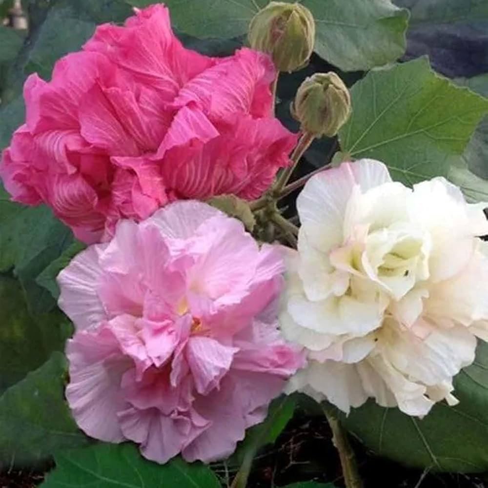 Changing Rose-Magic Rose -China Rose-Cotton Rose- Hibiscus mutabilis-Rosemallow- Confederate Rose Live plant