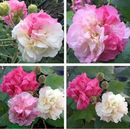 Changing Rose-Magic Rose -China Rose-Cotton Rose- Hibiscus mutabilis-Rosemallow- Confederate Rose Live plant