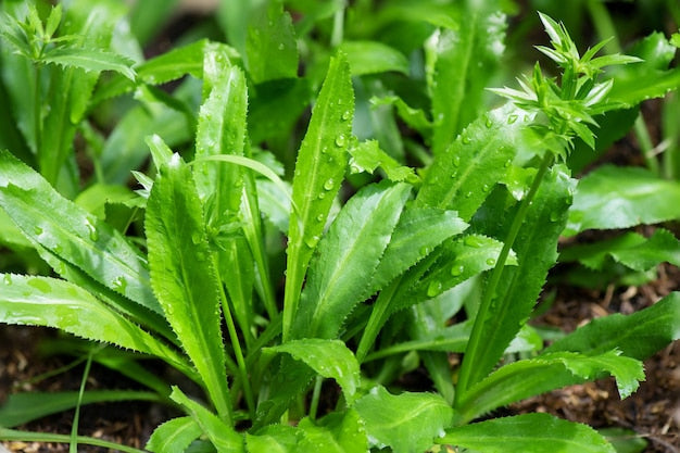 African Malli Medicinal plant