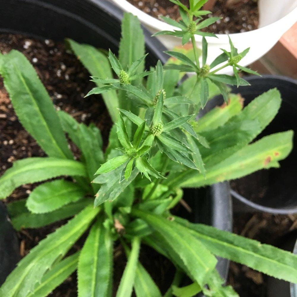 African Malli Medicinal plant