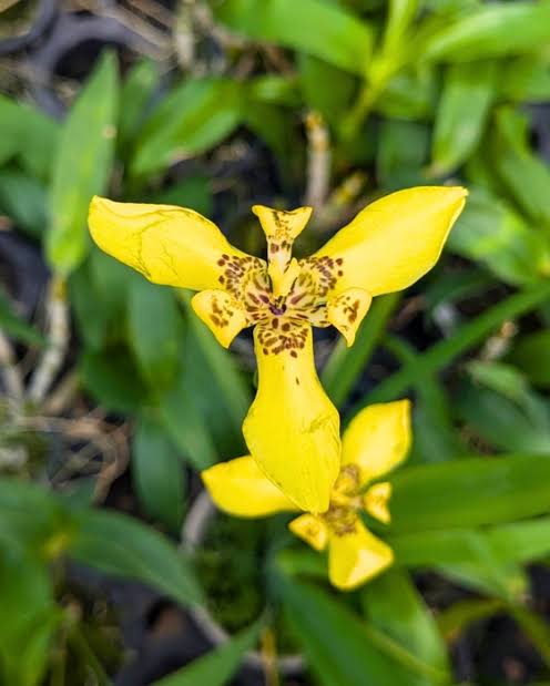 Walking Iris(Iris Orchid)