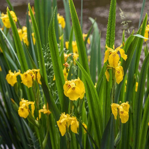 Walking Iris(Iris Orchid)