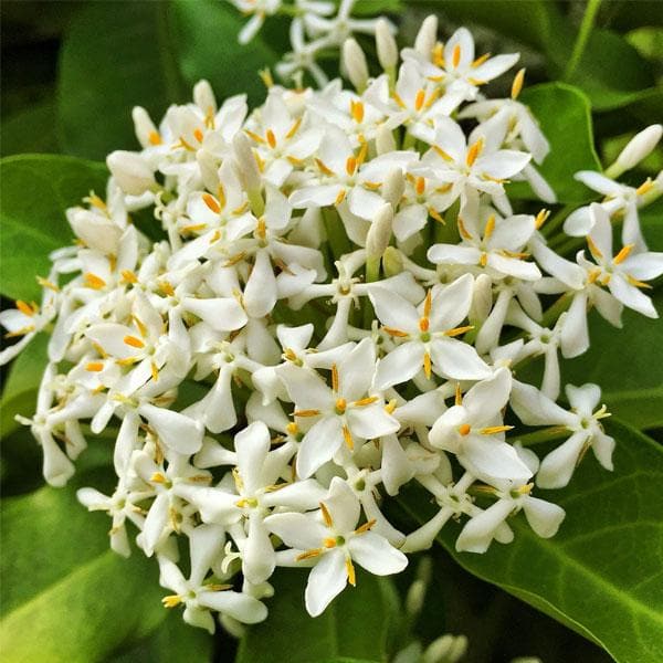 Ixora (Thechi /Chethi)
