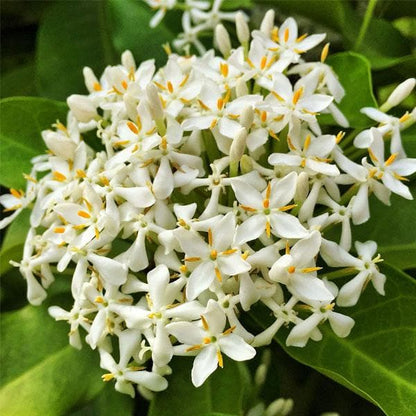 Ixora (Thechi /Chethi)