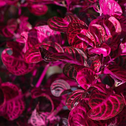 Iresine Herbstii / Red Bloodleaf