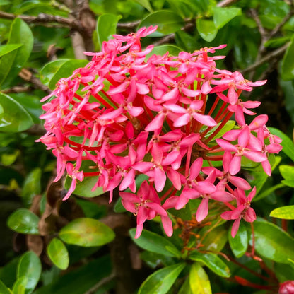 Ixora (Thechi /Chethi)