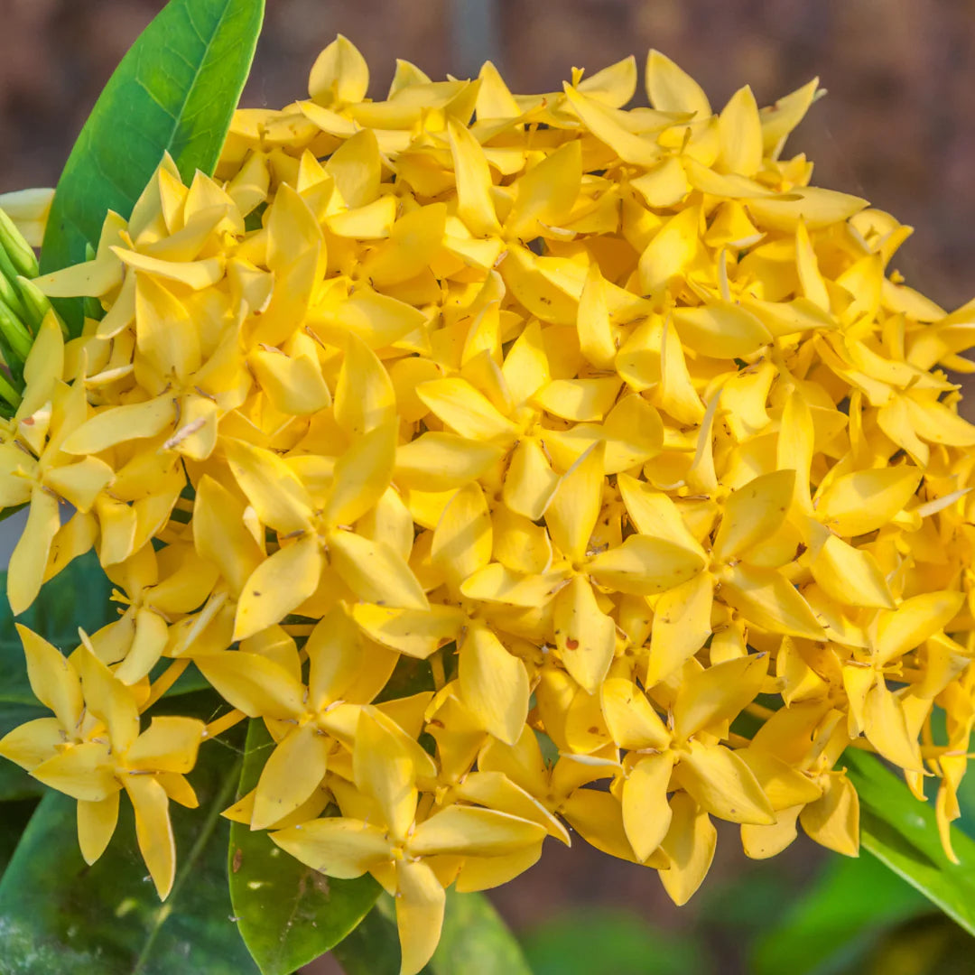 Ixora Hybrid Yellow (Thechi /Chethi)- Miniature Ixora