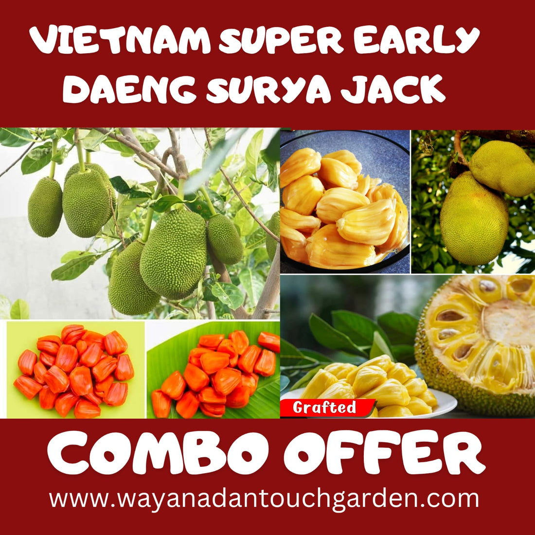 Vietnam Super Early &amp; Daeng Surya Jack COMBO OFFER