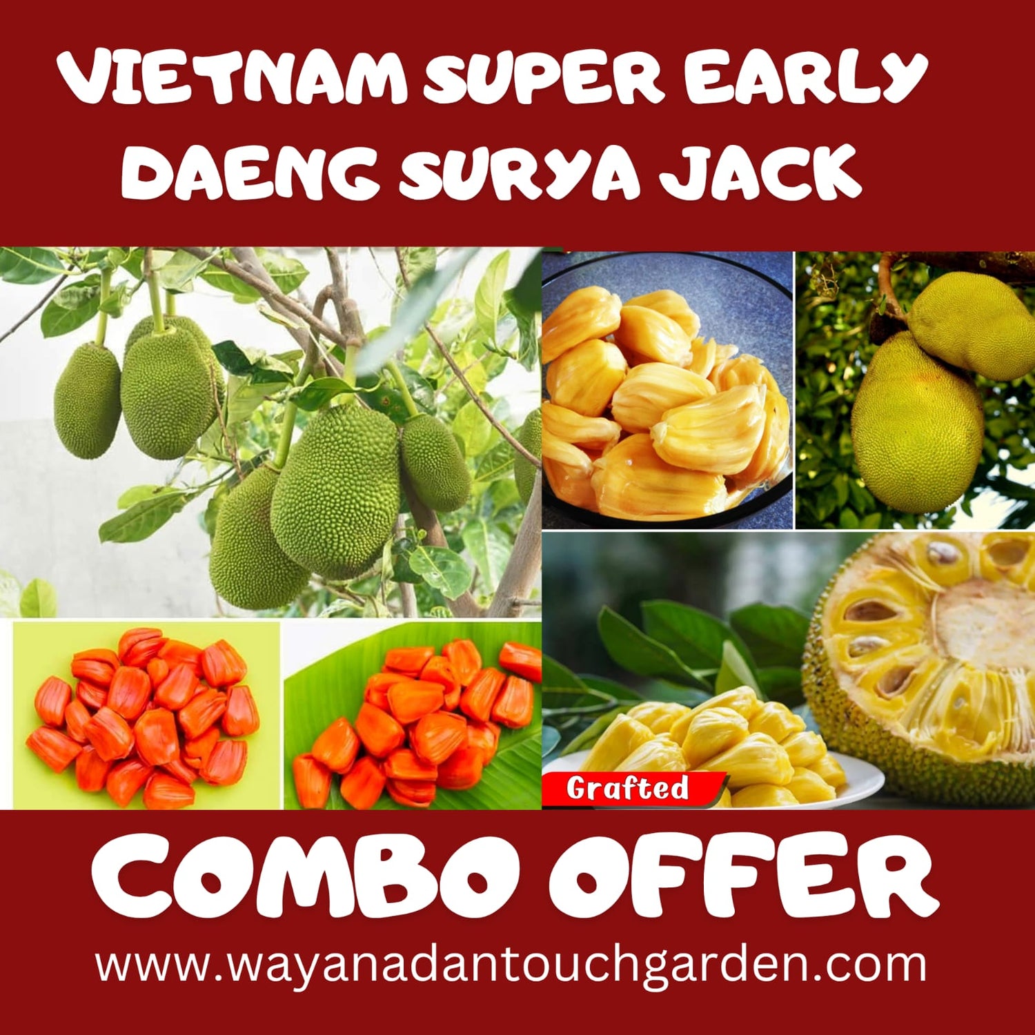 Vietnam Super Early &amp; Daeng Surya Jack COMBO OFFER