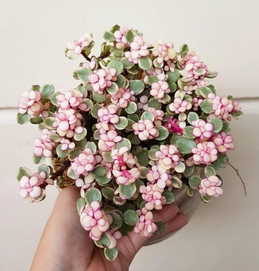 Jade plant Variegated