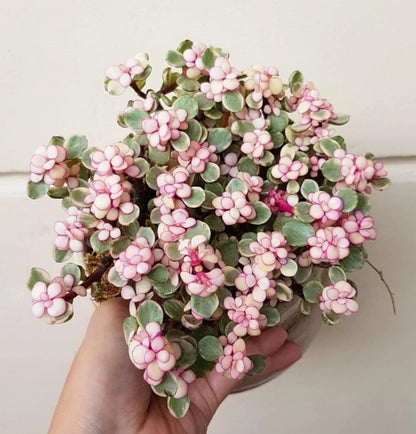Jade plant Variegated