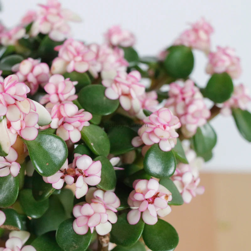 Jade plant Variegated