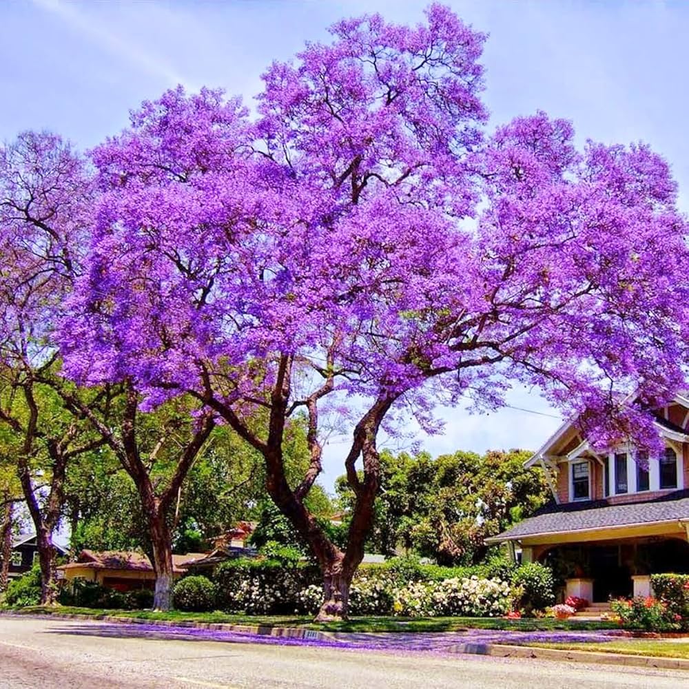 Jacaranda Flowering plant- Jakranta- Jacranta