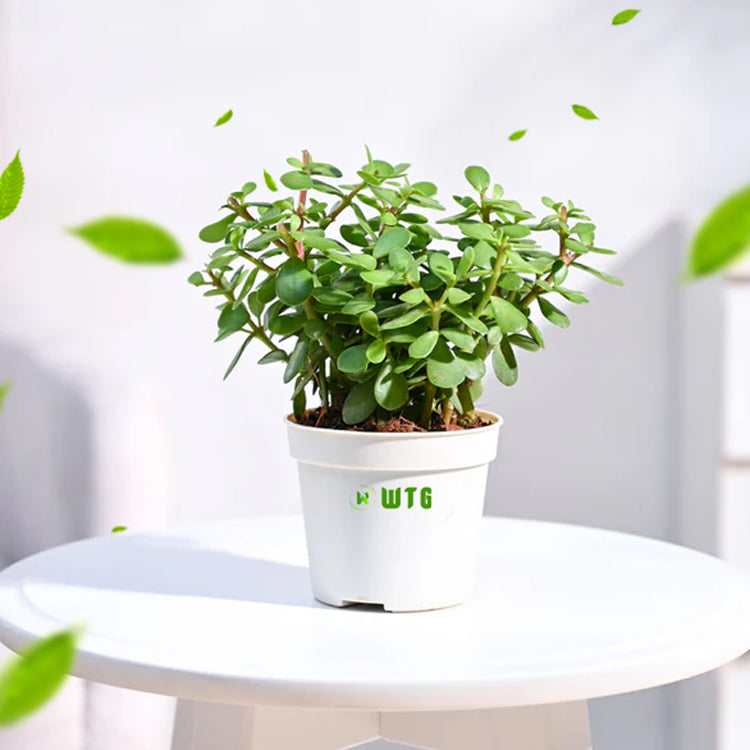 Jade Plant
